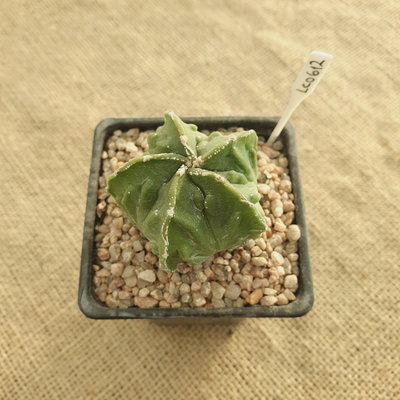 LC0612 - Astrophytum myriostigma 'Fukuryu'