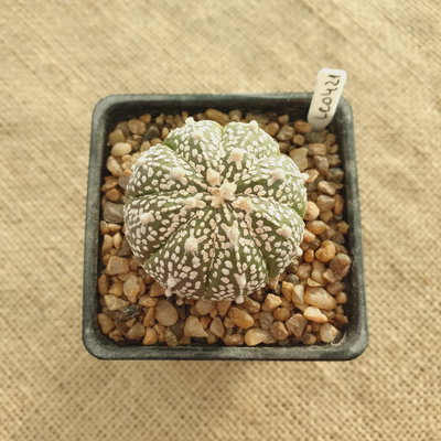 LC0421 - Astrophytum asterias cv. Superkabuto 'V type'
