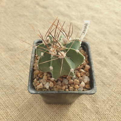 LC0318 - Astrophytum capricorne nudum