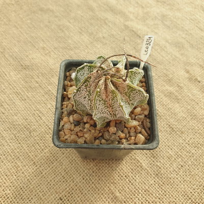 LC0324 - Astrophytum capricorne niveum