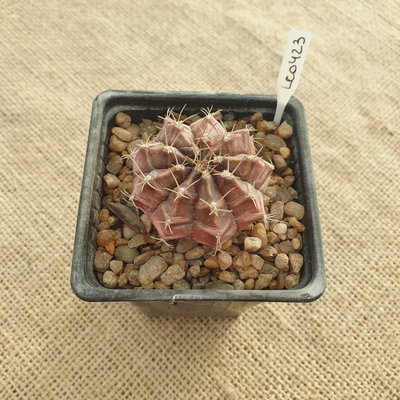 LC0423 - Gymnocalycium mihanovichii var. friedrichii