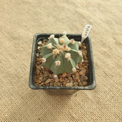 LC0316 - Astrophytum híbrido