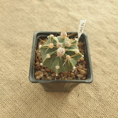 LC0234 - Astrophytum híbrido