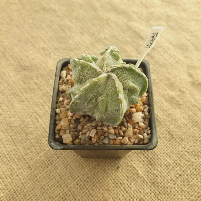 LC0652 - Astrophytum myriostigma 'Fukuryu'