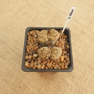 LC8101 - Lithops sp.
