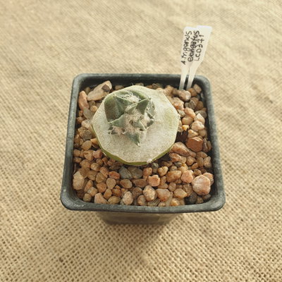 LC0371 - Quimera entre Echinopsis y Ariocarpus trigonus elongatus