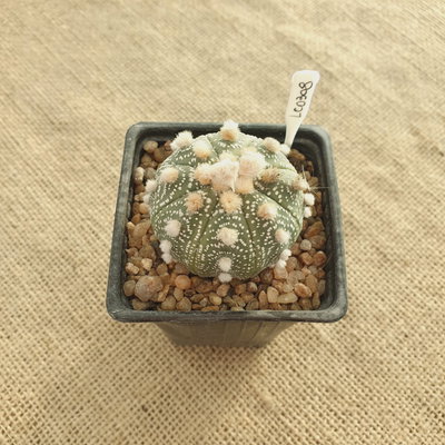 LC0308 - Astrophytum asterias 'Ooibo'