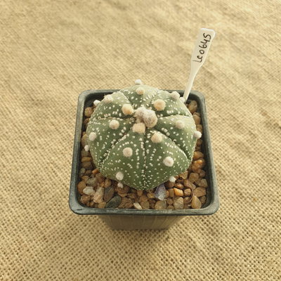 LC0645 - Astrophytum asterias
