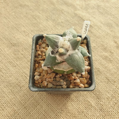 LC0451 - Ariocarpus hibrido injertado