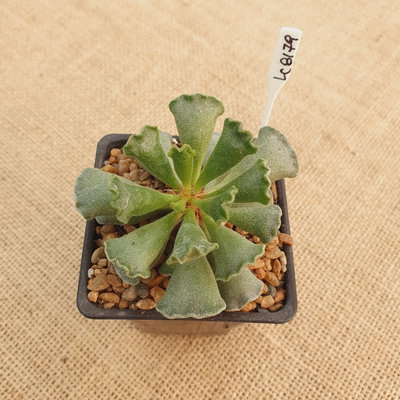 LC8179 - Adromischus cristatus