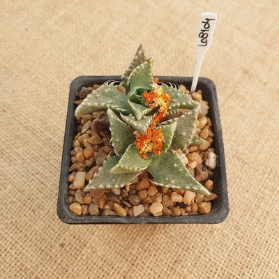 LC8179 - Faucaria tigrina