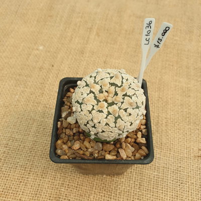 LC1036 - Astrophytum asterias 'Superkabuto Zebra' injertado