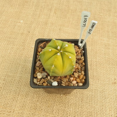 LC1017 - Astrophytum híbrido asterias x Myriostigma