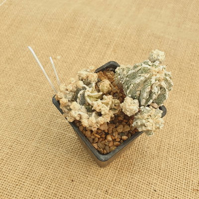 LC1054 - Astrophytum hibrido super prolífero