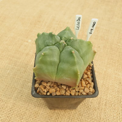 LC1030 - Astrophytum myriosgma nudum 'Kikko' 