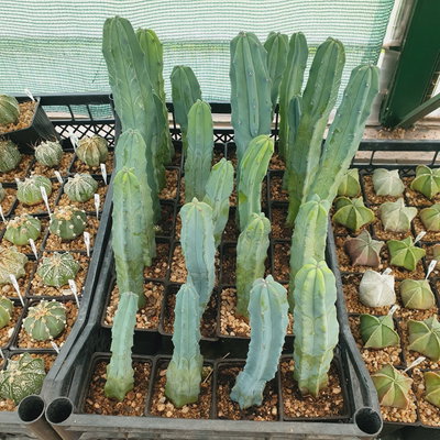 Myrtillocactus geometrizans