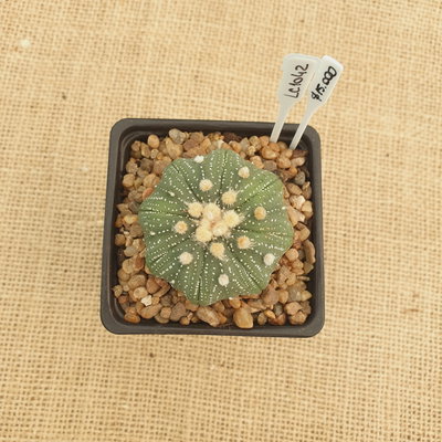 LC1042 - Astrophytum asterias 'Star Shape' 