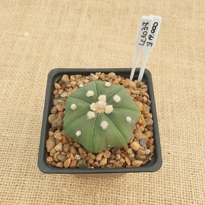 LC1037 - Astrophytum asterias nudum 'Star Shape' 