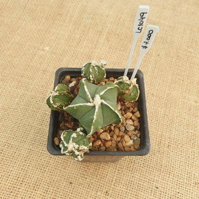 LC1049 - Astrophytum myriostigma prolifero