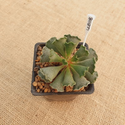 LC8118 - Adromischus cristatus