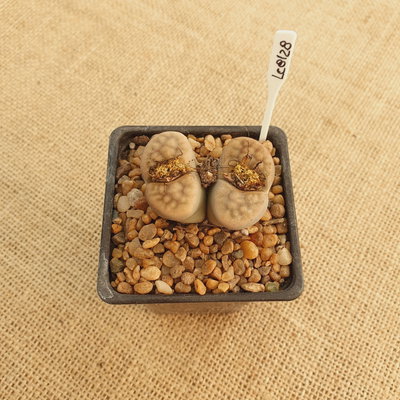 LC8128 - Lithops sp.
