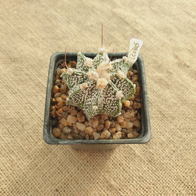 LC0305 - Astrophytum capricorne niveum