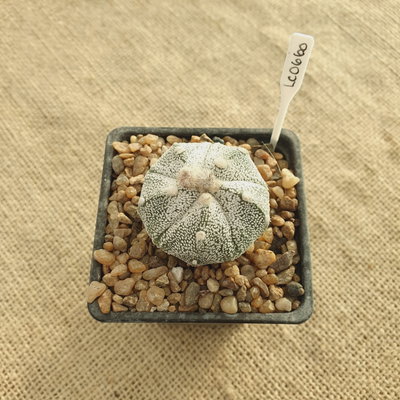 LC0660 - Astrophytum multihíbrido 5 costillas