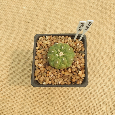 LC1001 - Astrophytum asterias Kikko nudum