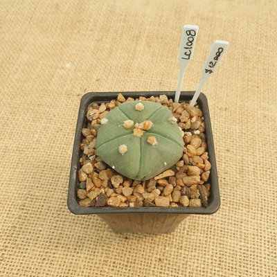 LC1008 - Astrophytum asterias nudum 'Goryo'