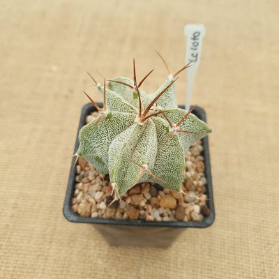LC1010 - Astrophytum ornatum