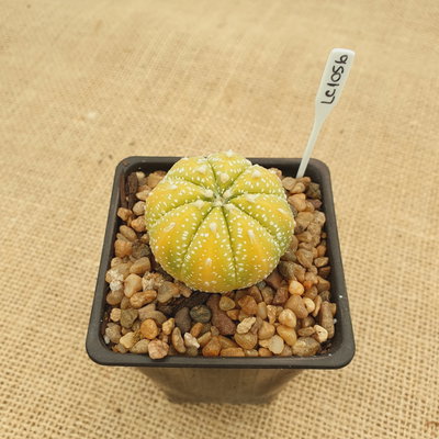 LC1056 - Astrophytum asterias variegado
