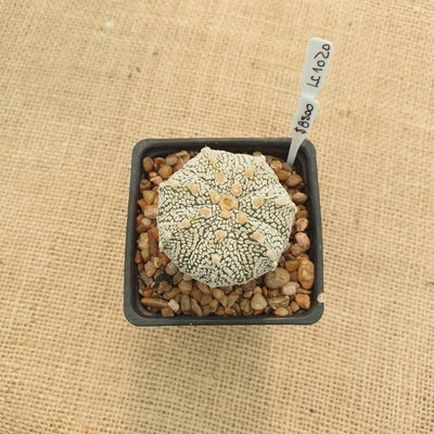 LC1020 - Astrophytum asterias 'Superkabuto'