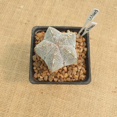 LC1003 - Astrophytum myriostigma Onzuka Vtype
