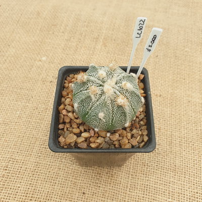 LC1022 - Astrophytum hibrido