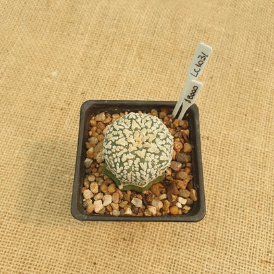 LC1031 - Astrophytum asterias 'Superkabuto Vtype' injertado