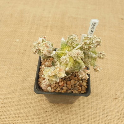 LC1026 - Astrophytum injertado