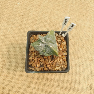 LC1039 - Astrophytum hibrido