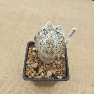 LC1006 - Astrophytum myriostigma 'Onzuka' 