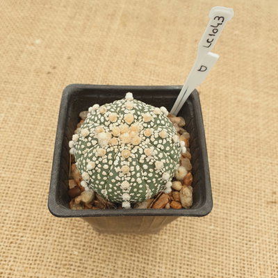 LC1043 - Astrophytum asterias 'Superkabuto'