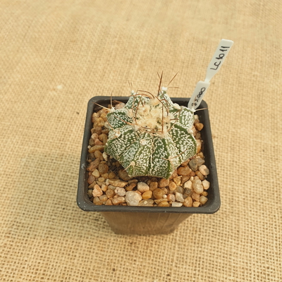 LC1011 - Astrophytum hibrido