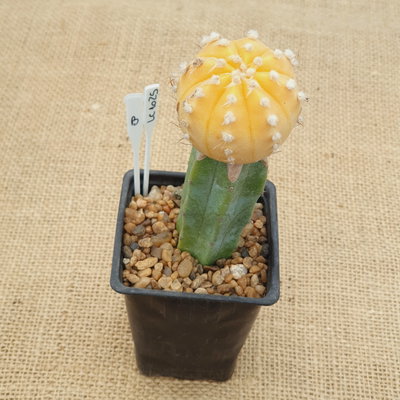 LC1025 - Astrophytum híbrido f. aurea injertado