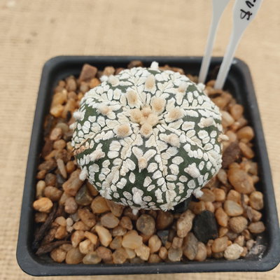 LC1033 - Astrophytum asterias 'Superkabuto Vtype' 