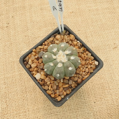 LC1071 - Astrophytum asterias Kikko nudum