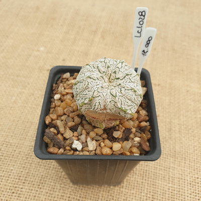 LC1028 - Astrophytum asterias 'Superkabuto Vtype' 