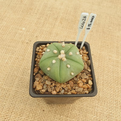 LC1023 - Astrophytum asterias nudum 'Goryo'