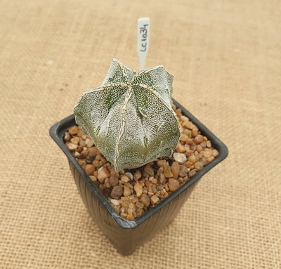 LC1034 - Asrophytum myriostigma 'Fukuryu Hakujo'