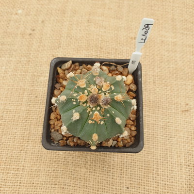 LC1029 - Astrophytum hibrido