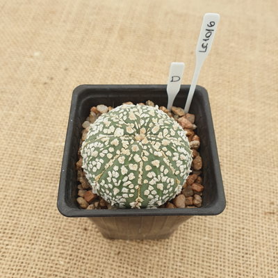 LC1016 - Astrophytum asterias 'Superkabuto'