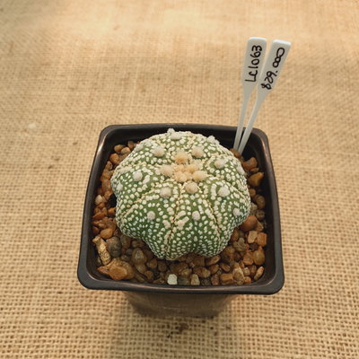 LC1063 - Astrophytum asterias 'Superkabuto Star Shape'