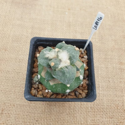 LC8116 - Ariocarpus retusus cv. Cauliflower injertado